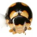 Brachiacantha testudo - photo 5