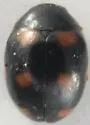 Brachiacantha ursina