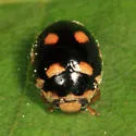 Brachiacantha ursina - photo 2