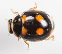 Brachiacantha ursina - photo 3