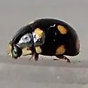 Brachiacantha ursina - photo 4