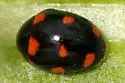 Brachiacantha ursina - photo 5