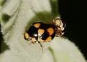 Brachiacantha uteella
