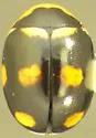 Brachiacantha uteella - photo 2