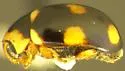 Brachiacantha uteella - photo 3