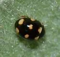 Brachiacantha uteella - photo 4
