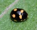 Brachiacantha uteella - photo 5