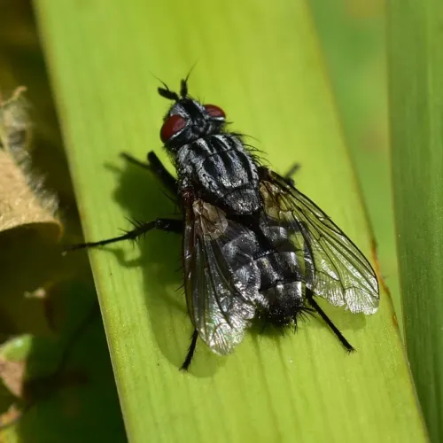 Brachicoma devia