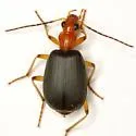 Brachinus aabaaba