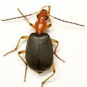 Brachinus aabaaba - photo 3