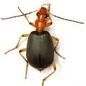 Brachinus aabaaba - photo 4