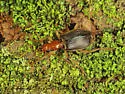 Brachinus adustipennis