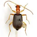 Brachinus adustipennis - photo 2