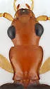 Brachinus adustipennis - photo 3