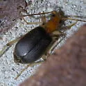 Brachinus adustipennis - photo 4