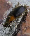 Brachinus adustipennis - photo 5