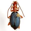 Brachinus alexiguus