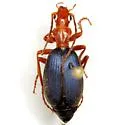 Brachinus alexiguus - photo 3