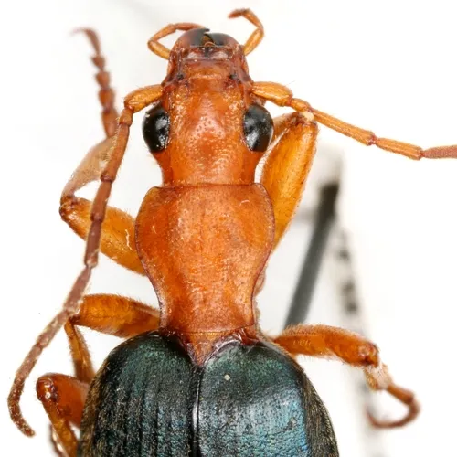 Brachinus alternans - photo 2