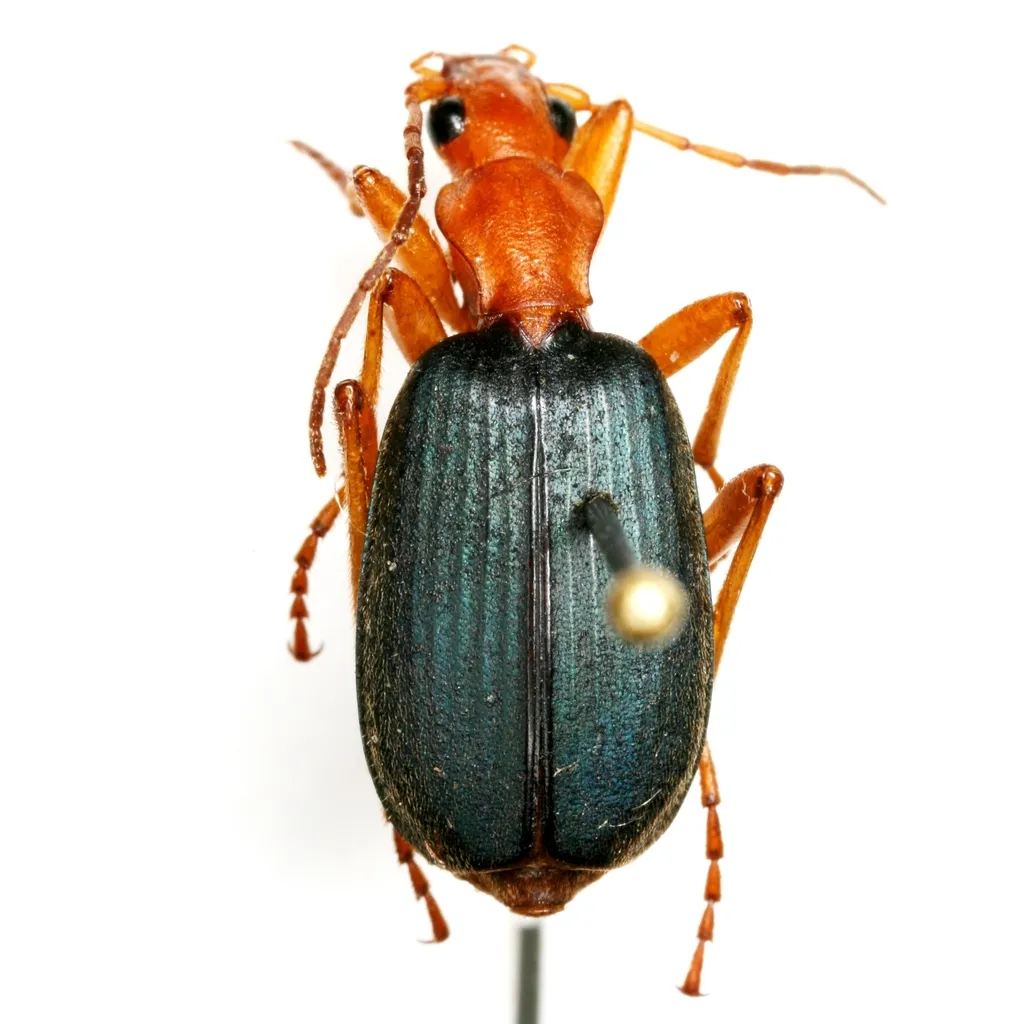 Brachinus alternans - photo 3
