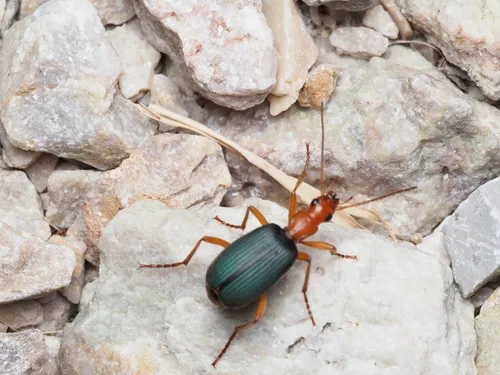 Brachinus alternans - photo 4