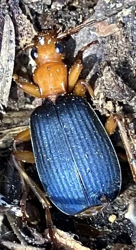 Brachinus alternans - photo 5
