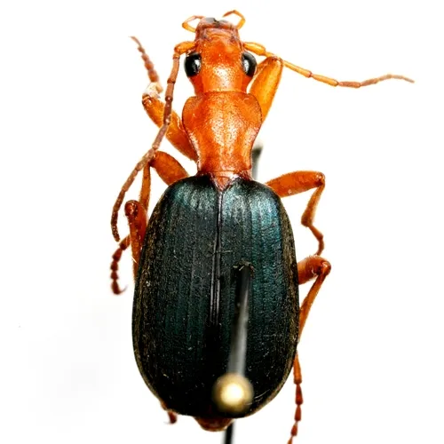 Brachinus alternans - photo 7