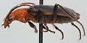 Brachinus cibolensis - photo 2