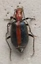Brachinus cibolensis - photo 3