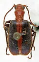 Brachinus cibolensis - photo 4