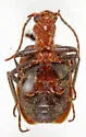 Brachinus cibolensis - photo 5