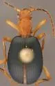 Brachinus costipennis