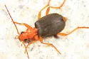 Brachinus cyanipennis