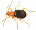 Brachinus cyanipennis - photo 2