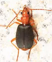 Brachinus cyanipennis - photo 3