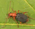 Brachinus cyanipennis - photo 4