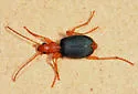 Brachinus cyanipennis - photo 5