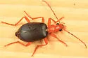 Brachinus cyanochroaticus