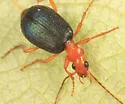 Brachinus cyanochroaticus - photo 2