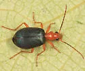 Brachinus cyanochroaticus - photo 3