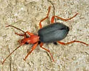 Brachinus cyanochroaticus - photo 4