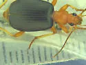 Brachinus elongatulus - photo 2