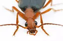 Brachinus elongatulus - photo 3