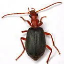 Brachinus elongatulus - photo 4