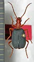 Brachinus elongatulus - photo 5
