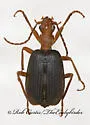 Brachinus elongatulus - photo 6