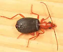 Brachinus fulminatus - photo 2