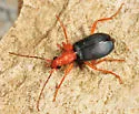 Brachinus fulminatus - photo 3