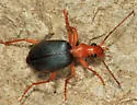 Brachinus fulminatus - photo 4