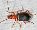 Brachinus fulminatus - photo 5